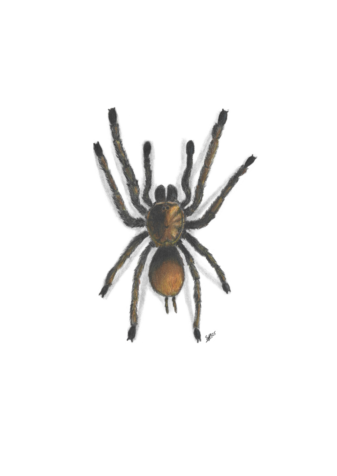 A5 Entomology Prints