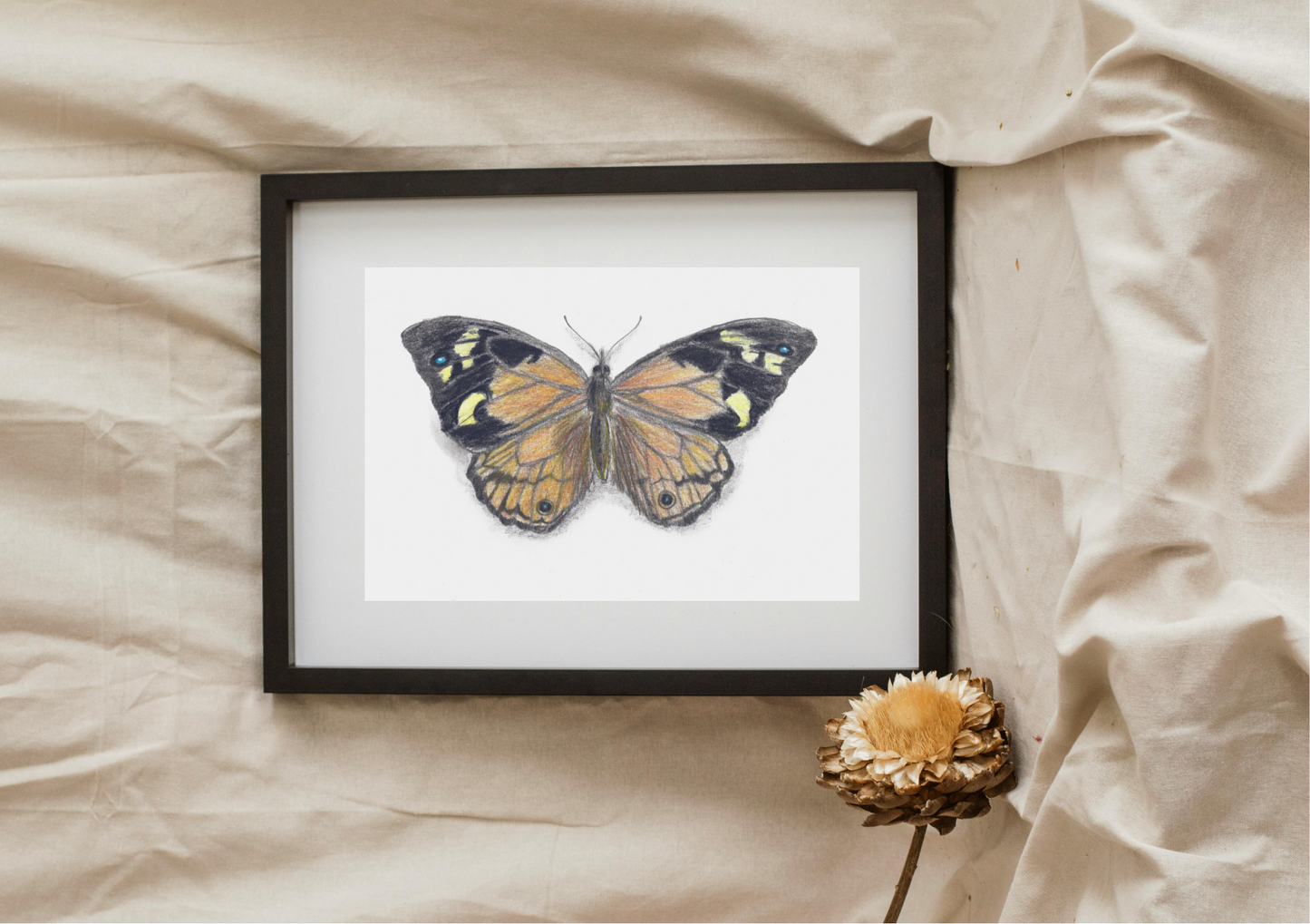 Common Brown Butterfly, pencil on paper