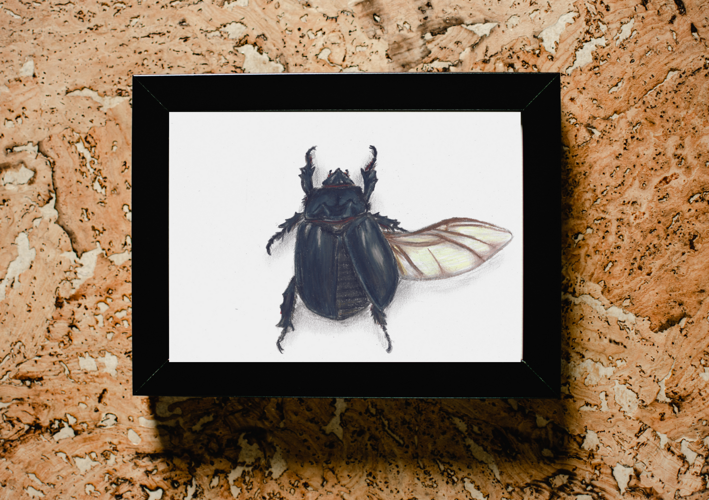 Rhino Beetle, pencil on paper