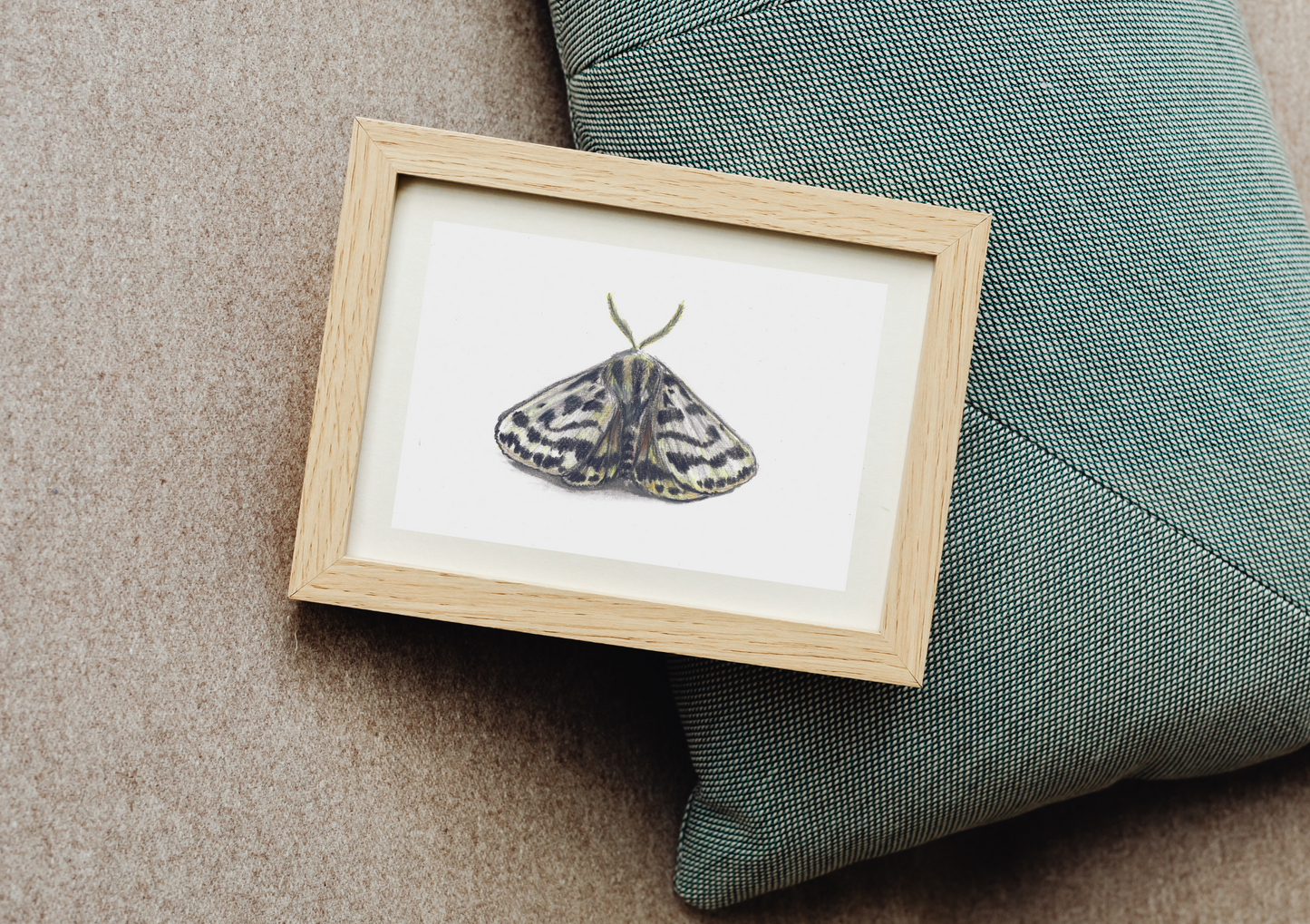 Crimson Tiger Moth Pencil Drawing - Prints only