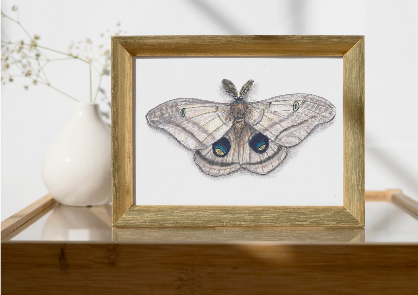 Silk Moth Pencil Drawing