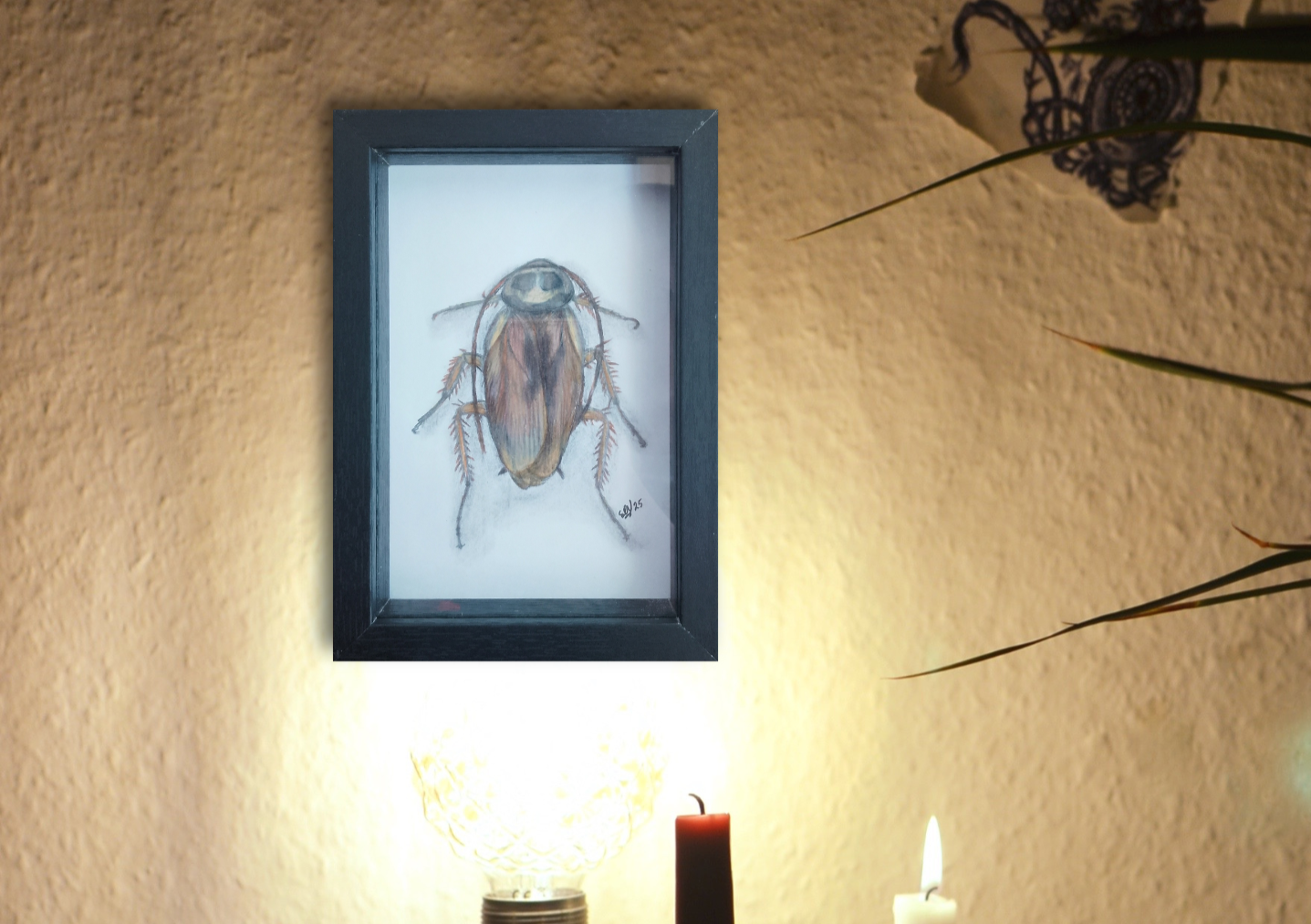 Australian Cockroach, pencil on paper