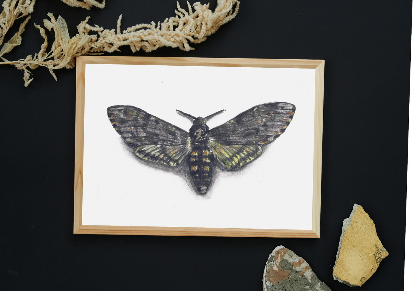 Death's Head Hawk Moth Pencil Drawing - Prints only