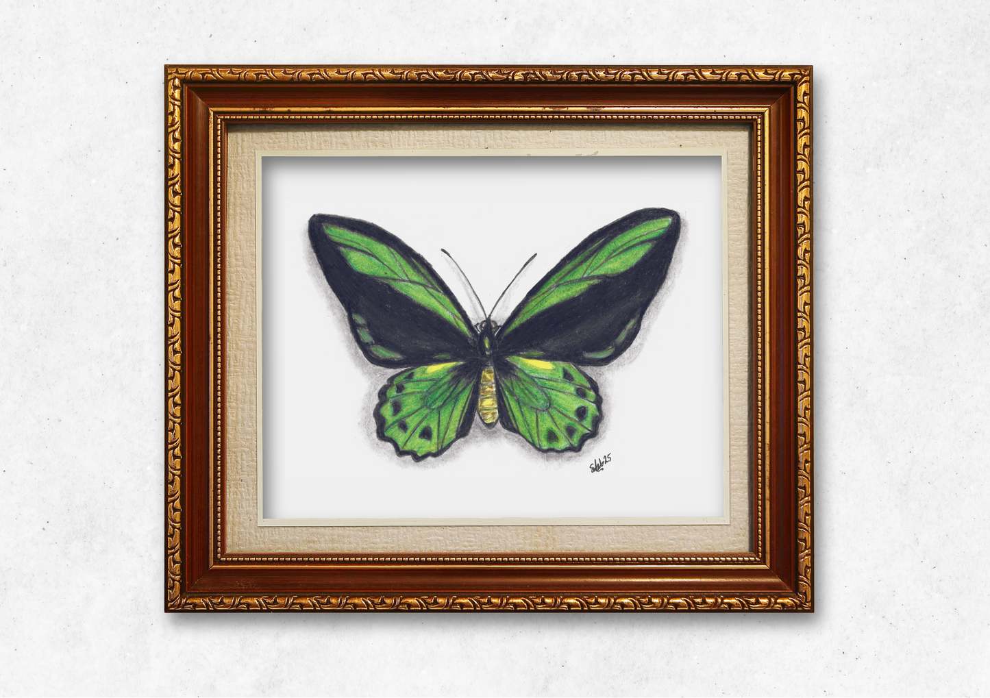 Cairns Birdwing, pencil on paper