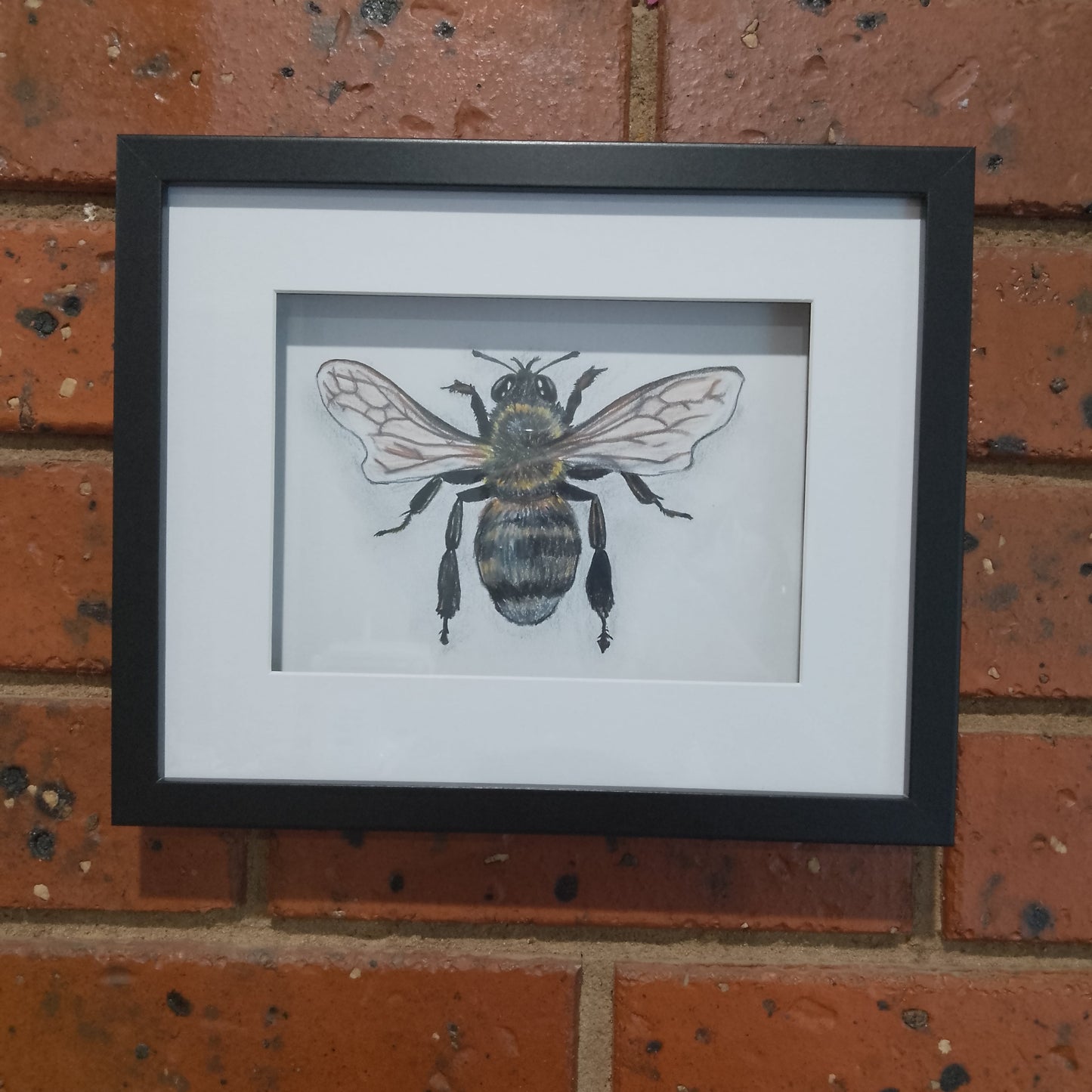 Honeybee, pencil on paper