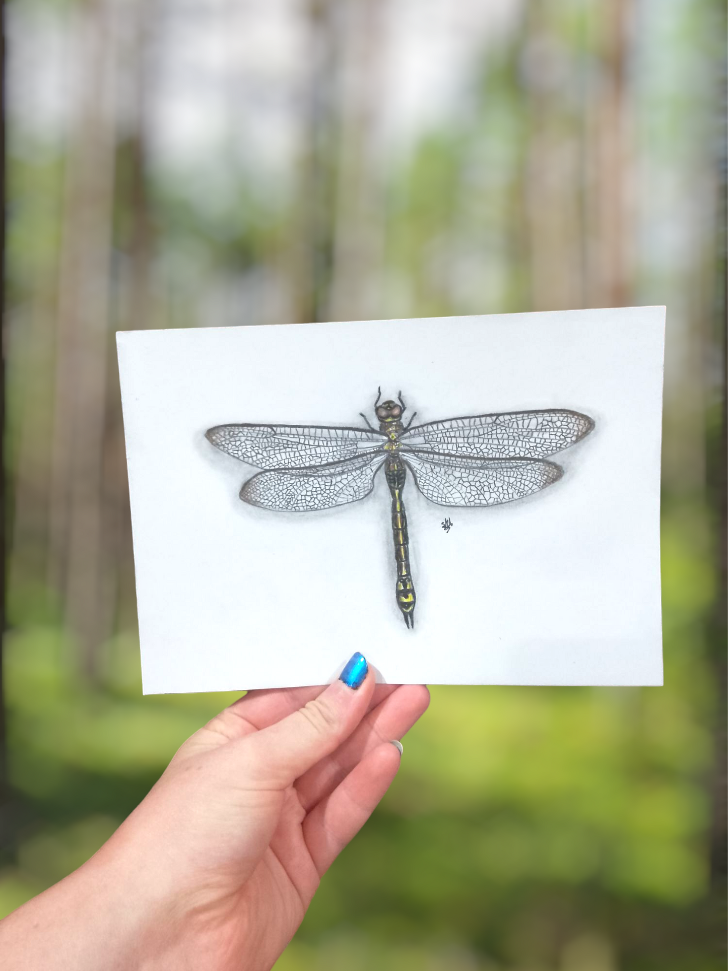 Australian Emperor Dragonfly Pencil Drawing