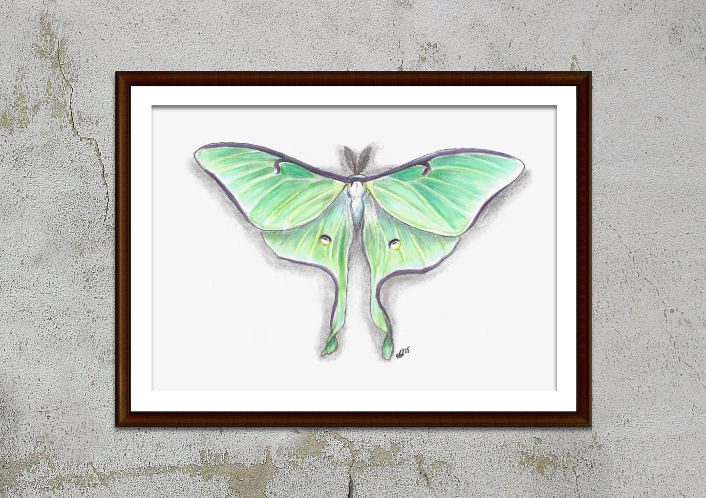 Luna Moth Pencil Drawing