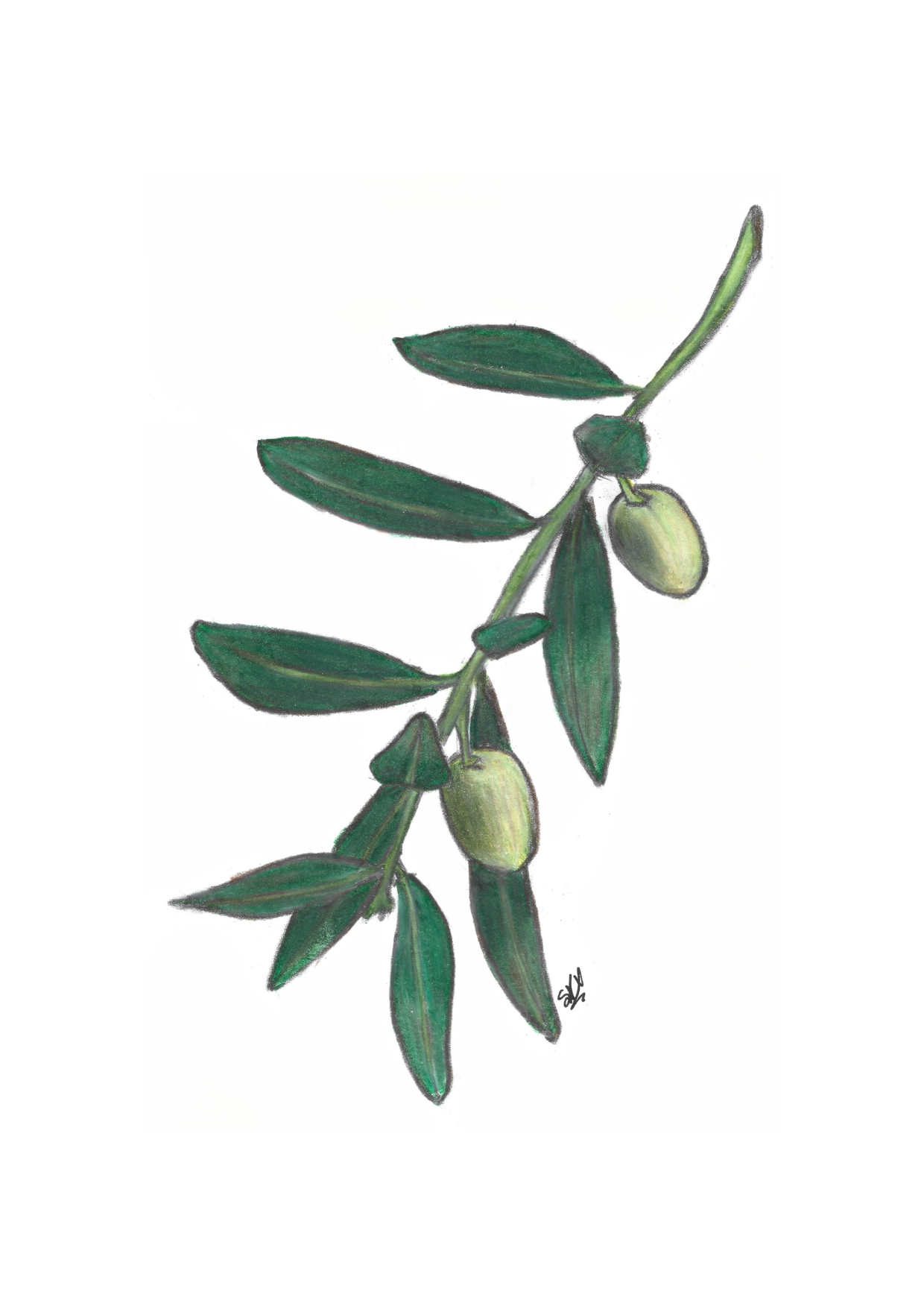 Art Prints - Yes Chef Collection