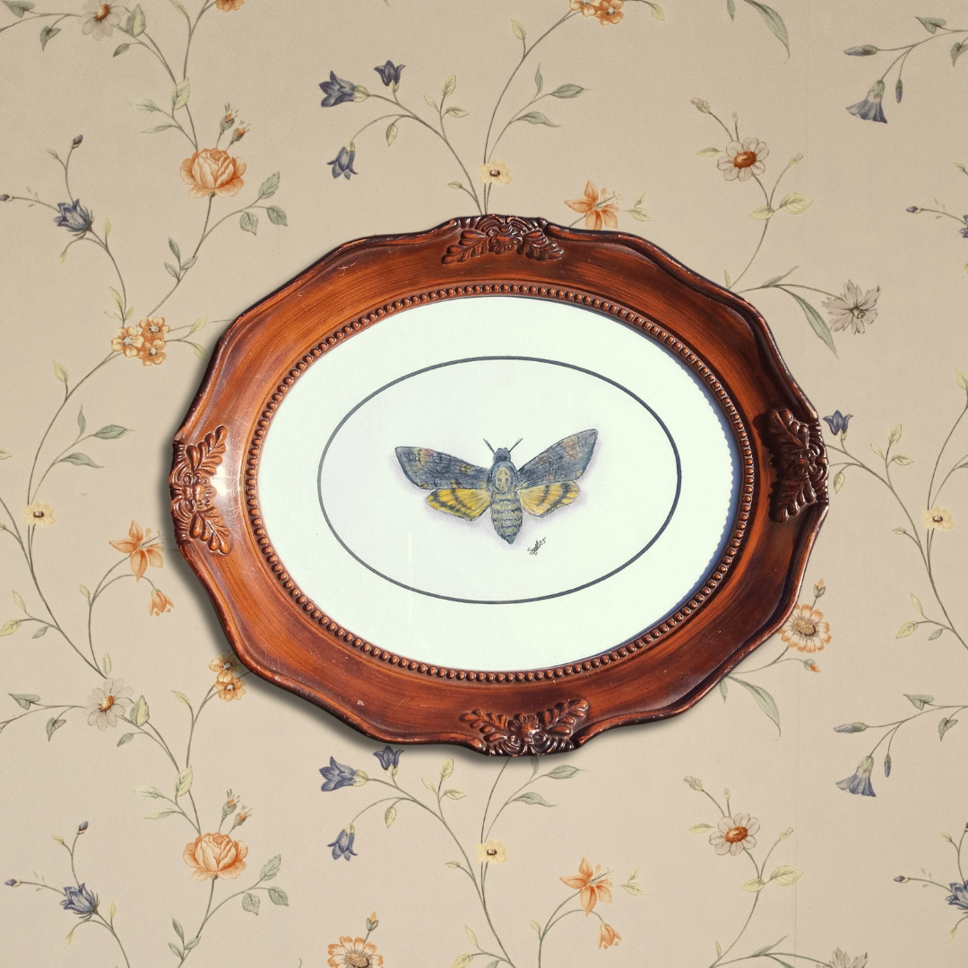 Death's Head Hawk Moth, pencil drawing