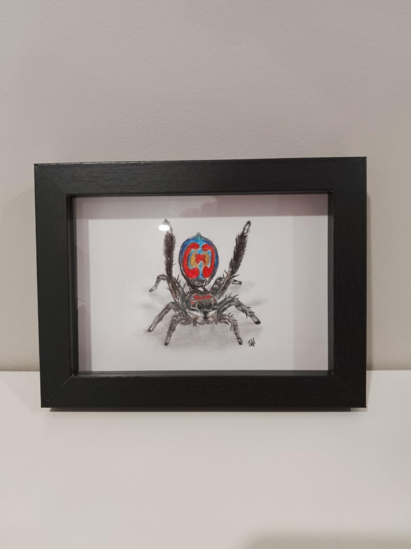 Lettered Peacock Spider Pencil Drawing