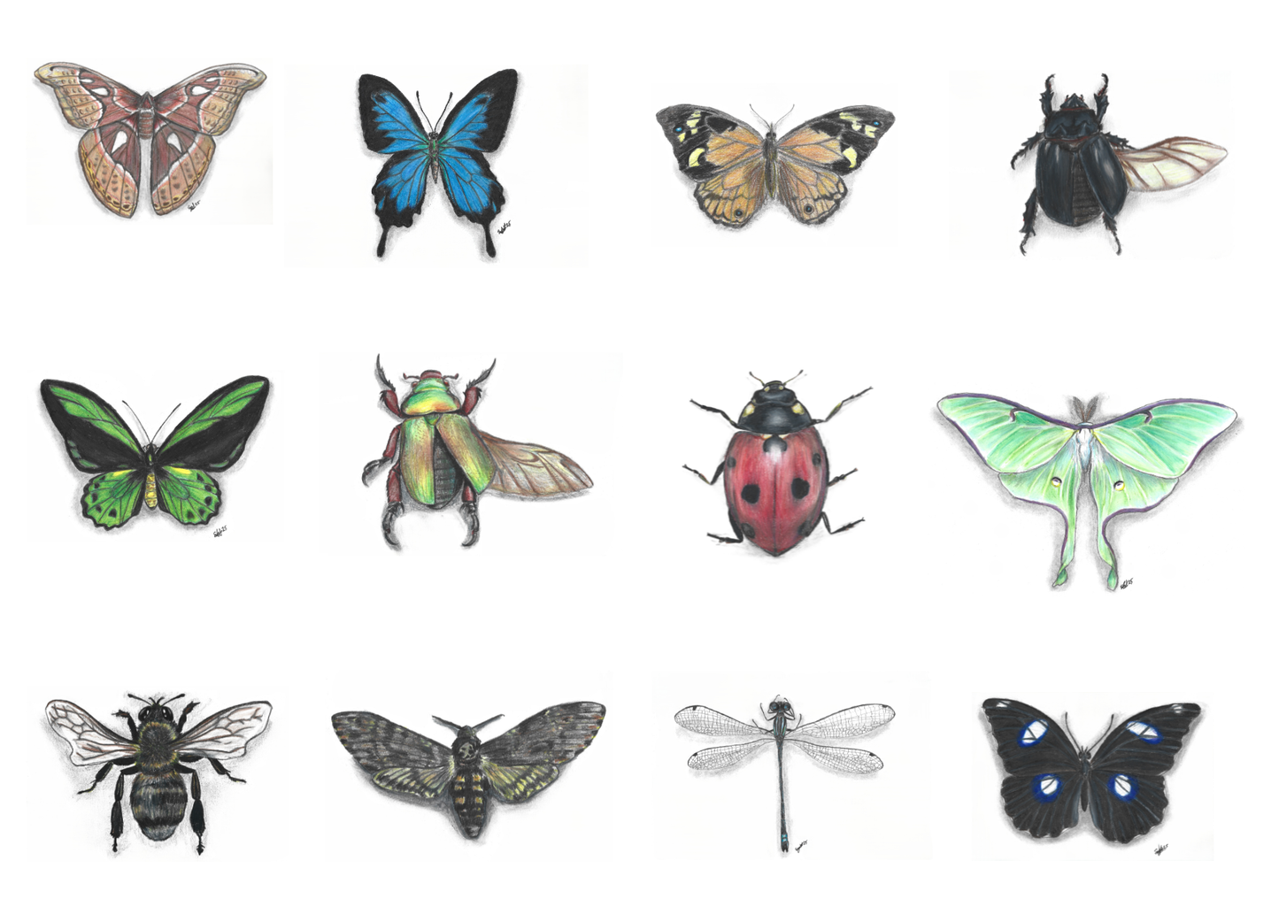 A5 Entomology Prints