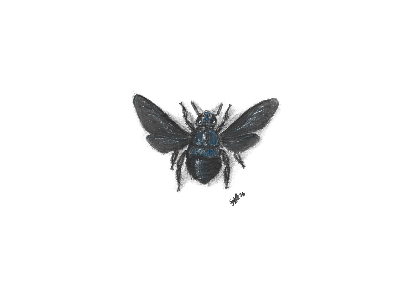 A5 Entomology Prints