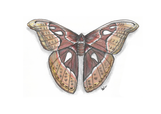 Atlas Moth Pencil Drawing