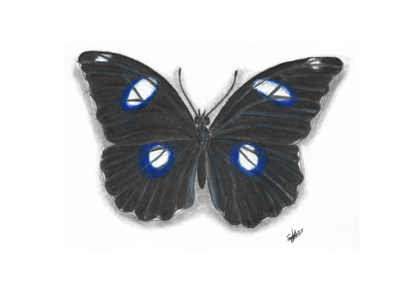 A5 Entomology Prints