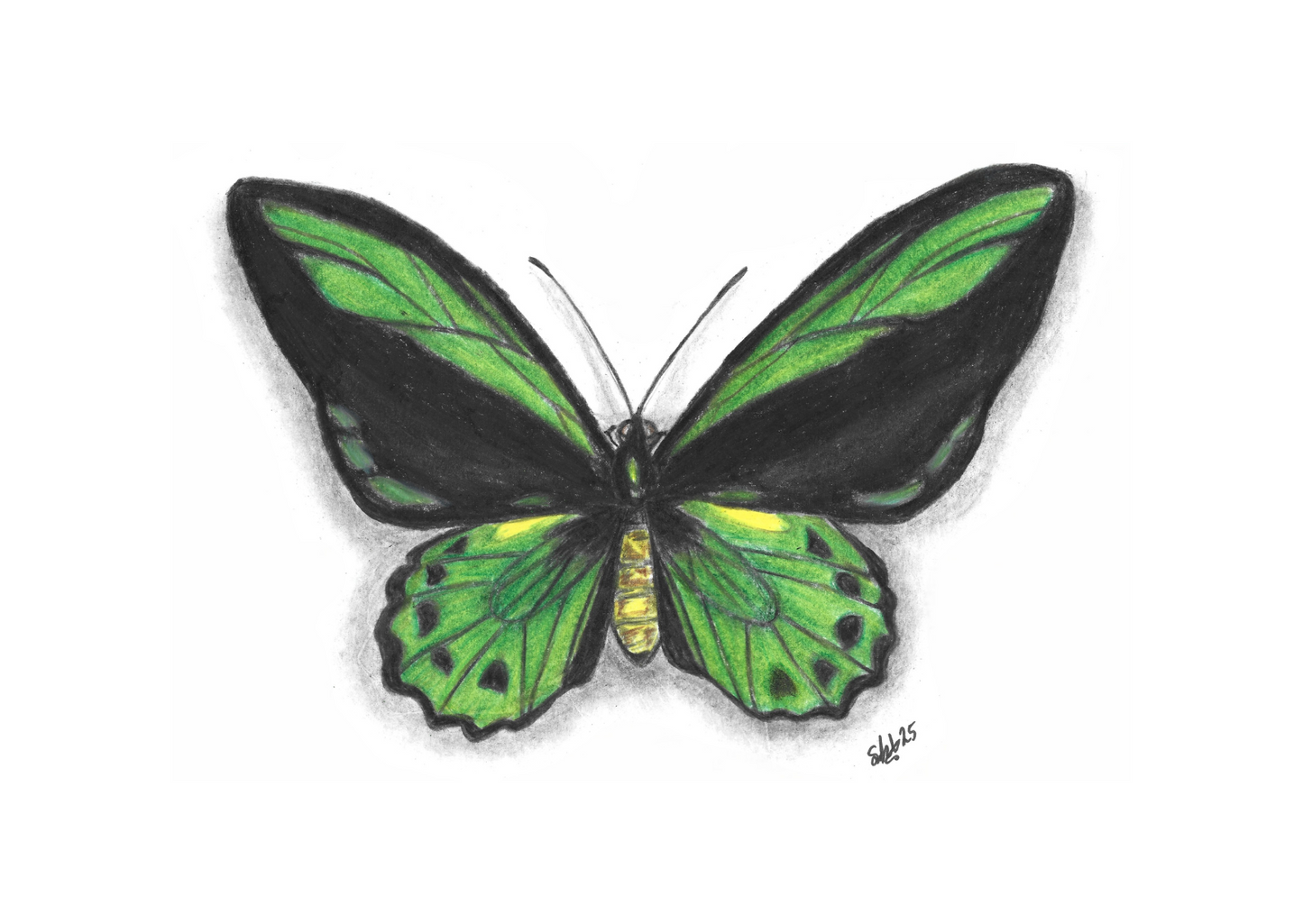 Cairns Birdwing, pencil on paper