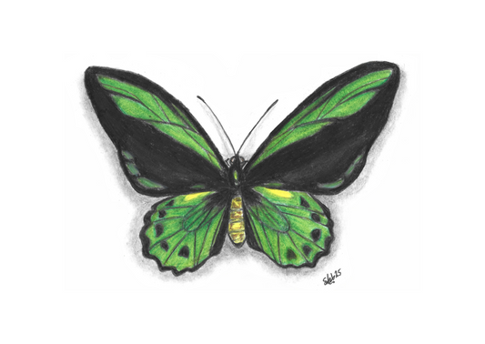 Cairns Birdwing Pencil Drawing
