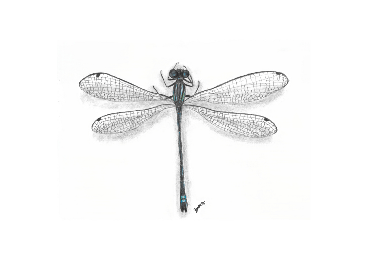 A5 Entomology Prints