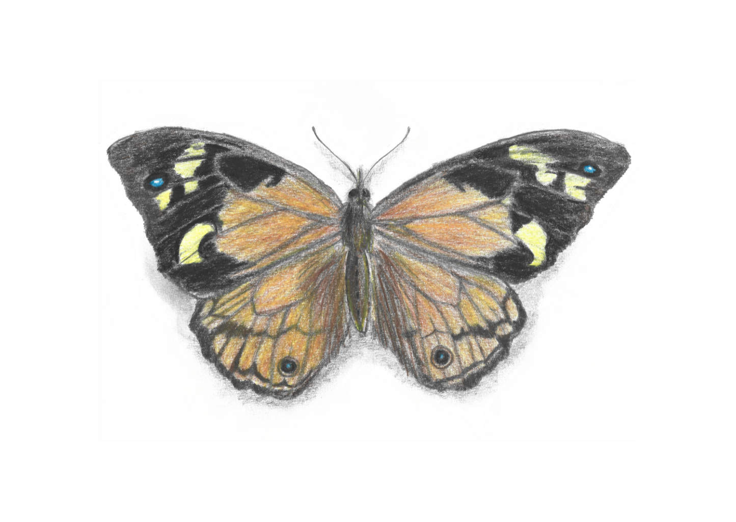 Common Brown Butterfly, pencil on paper
