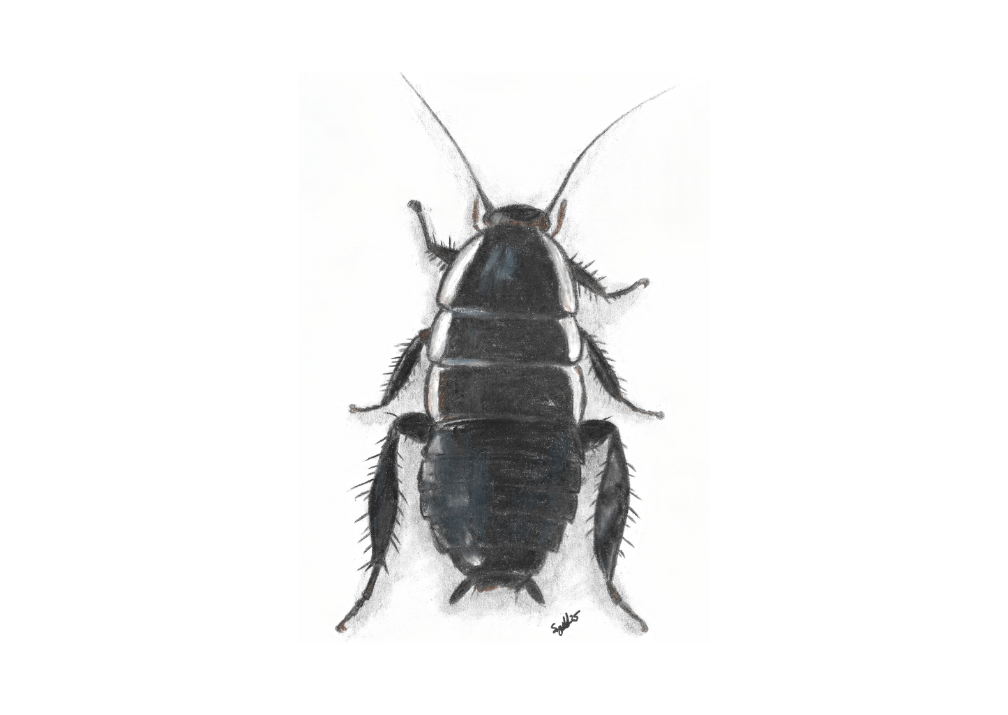 A5 Entomology Prints