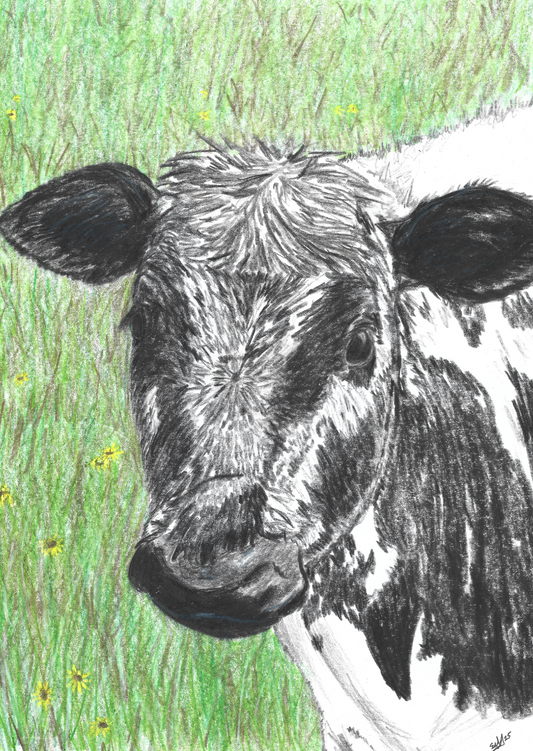 "Cow in Field" - Pencil Drawing
