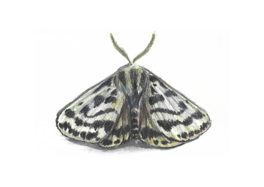Crimson Tiger Moth Pencil Drawing - Prints only