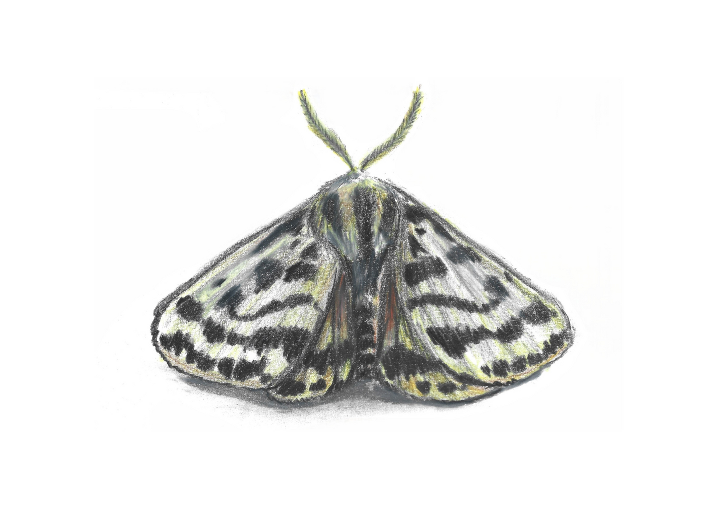 A5 Entomology Prints