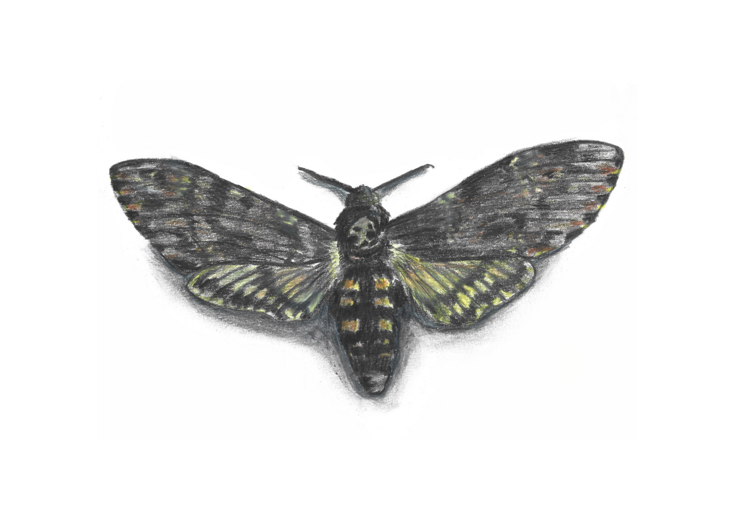 Death's Head Hawk Moth, pencil on paper