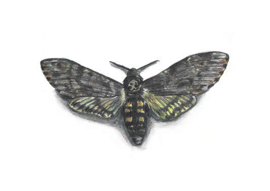 Death's Head Hawk Moth Pencil Drawing - Prints only
