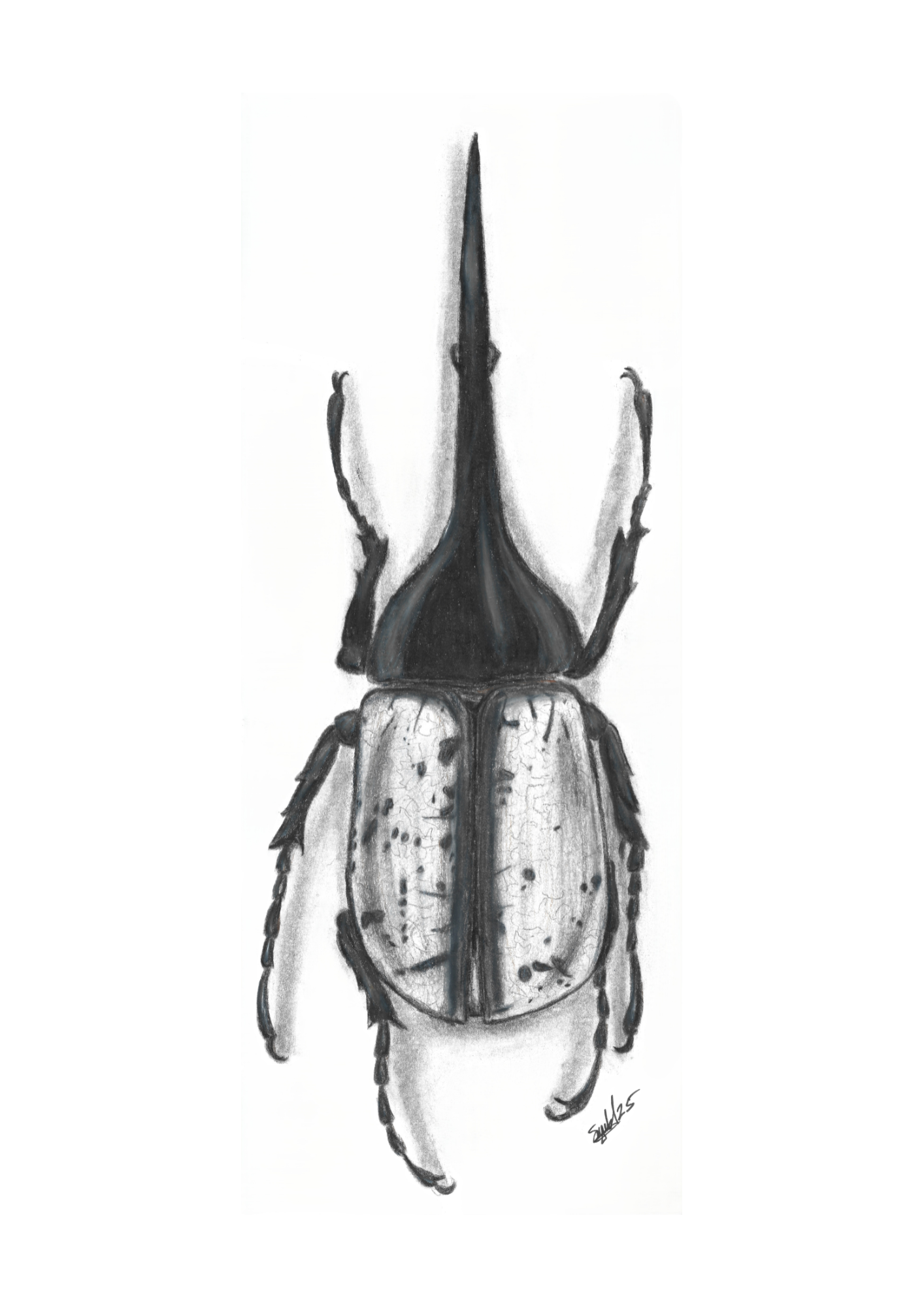 Hercules Beetle Pencil Drawing