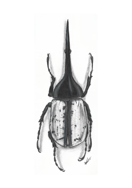 Hercules Beetle Pencil Drawing