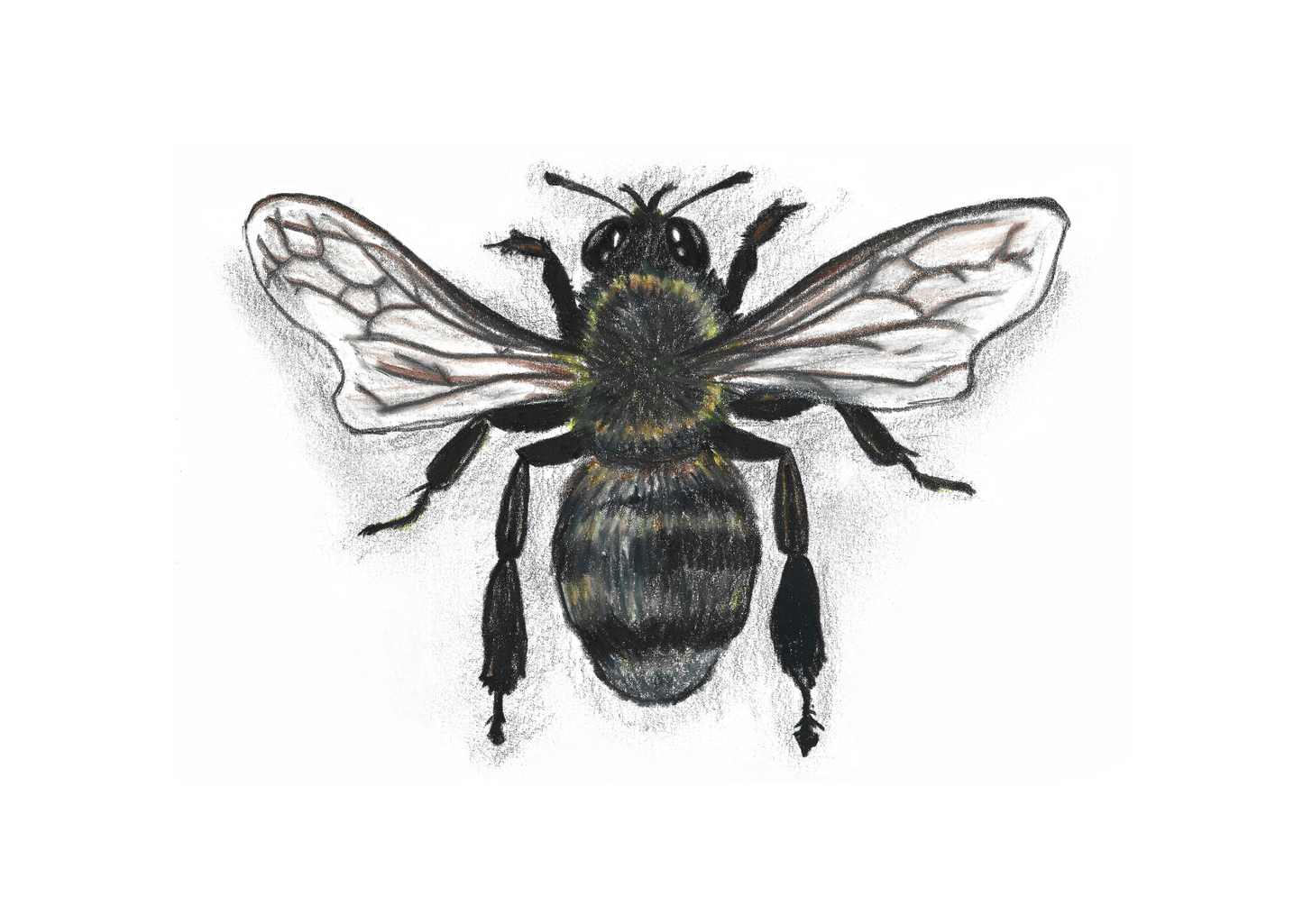 Honeybee, pencil on paper