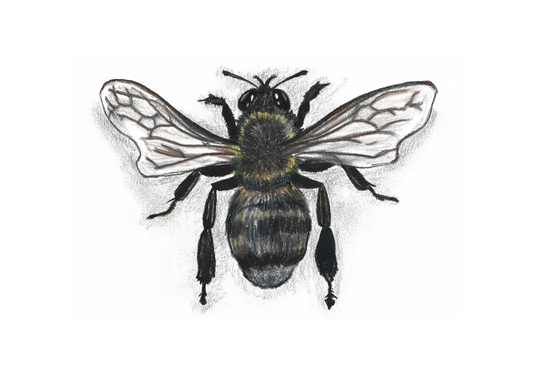 Honeybee Pencil Drawing