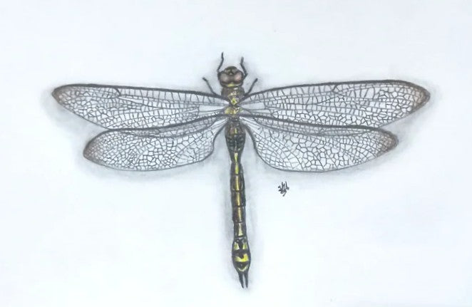 Australian Emperor Dragonfly, pencil on paper