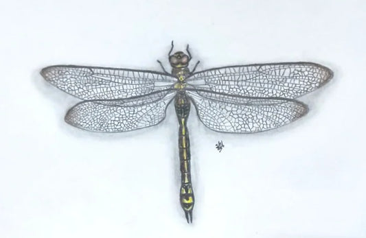 Australian Emperor Dragonfly Pencil Drawing