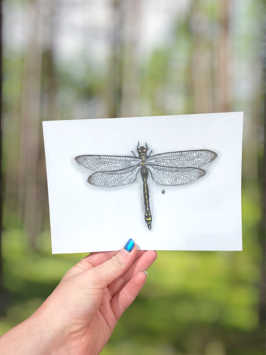 Australian Emperor Dragonfly Pencil Drawing