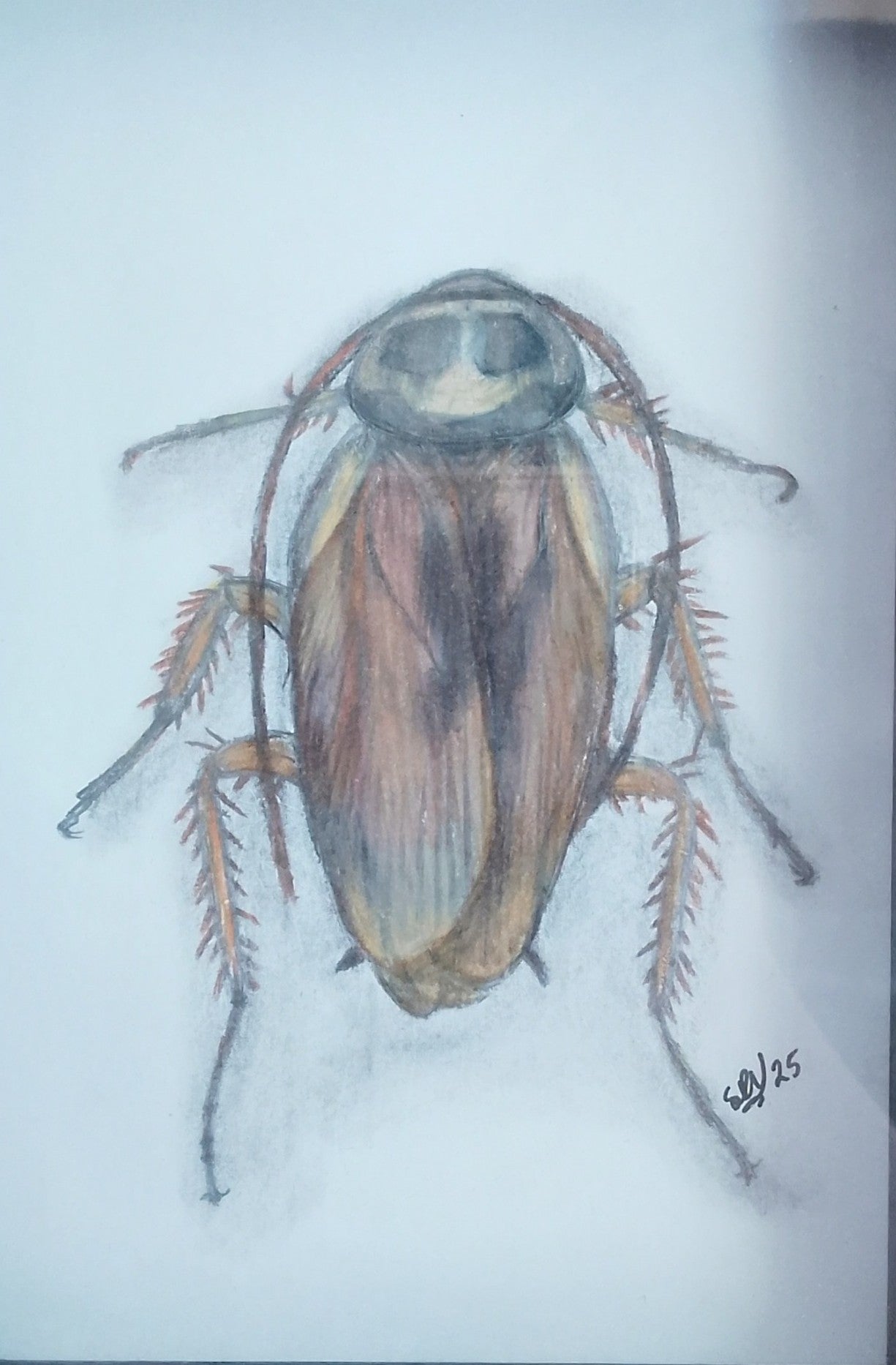 Australian Cockroach Pencil Drawing