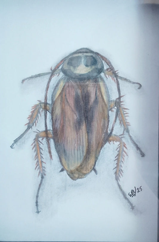 Australian Cockroach Pencil Drawing
