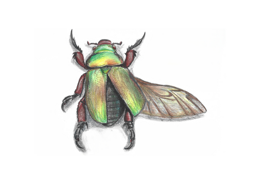 King Beetle Pencil Drawing