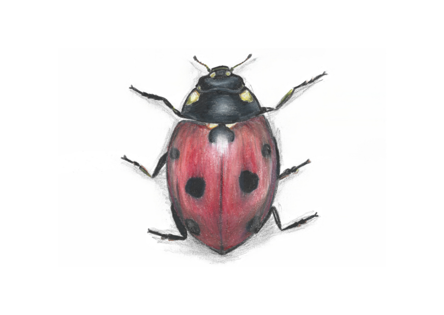 Ladybug, pencil on paper
