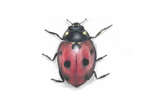 Ladybug Pencil Drawing