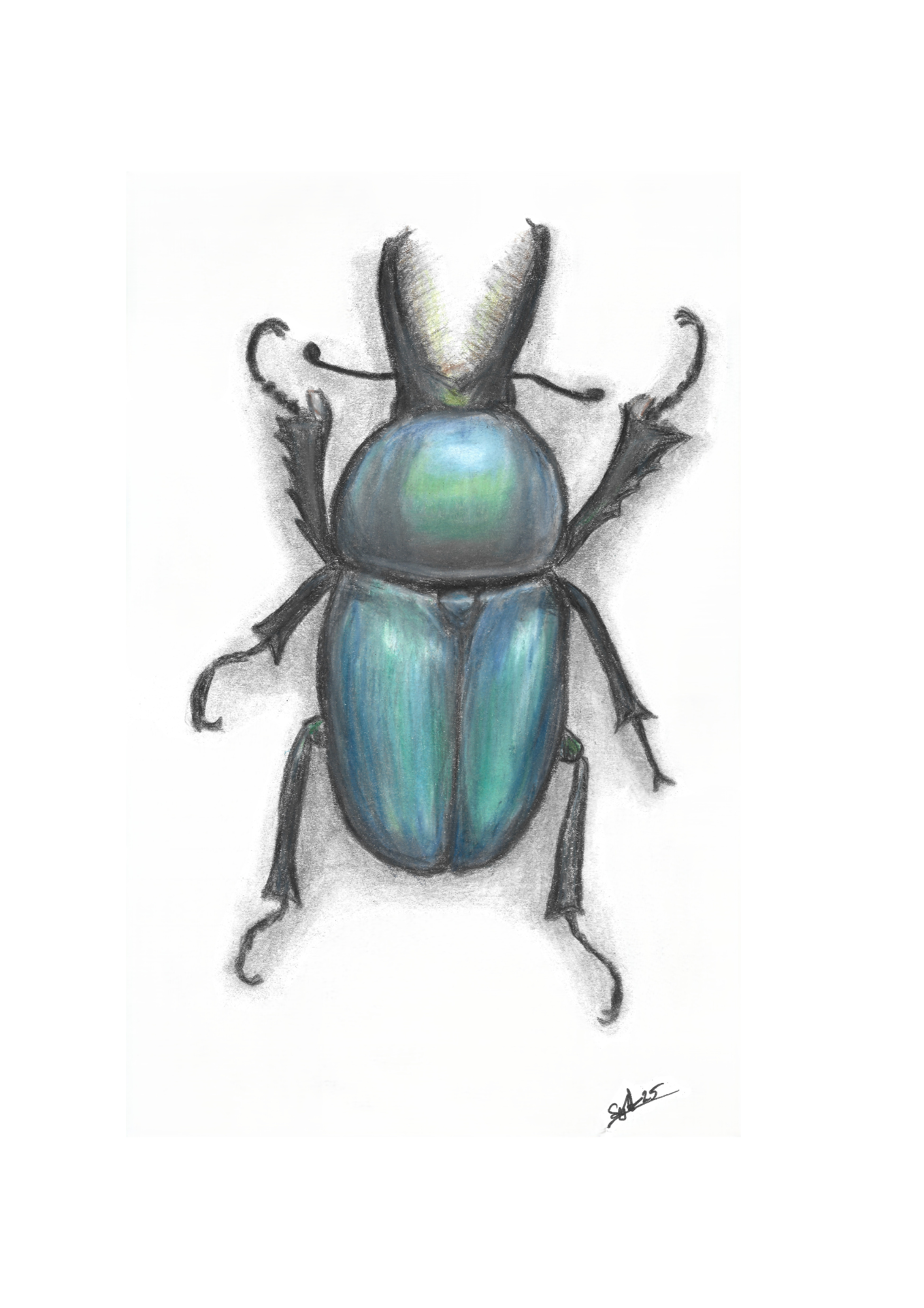 A5 Entomology Prints