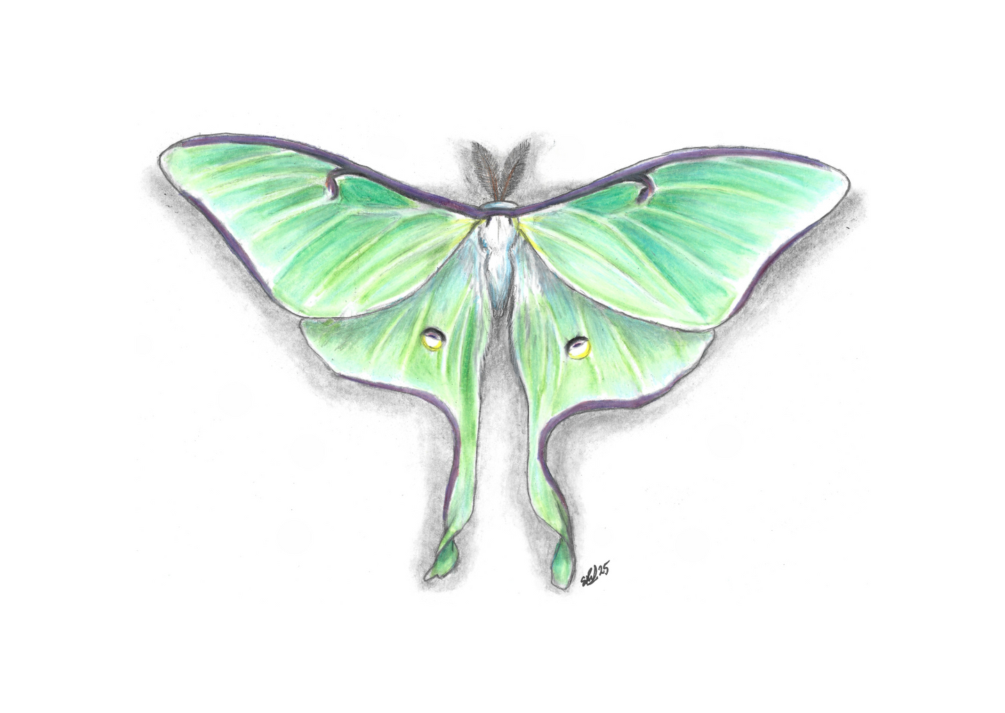 Luna Moth Pencil Drawing