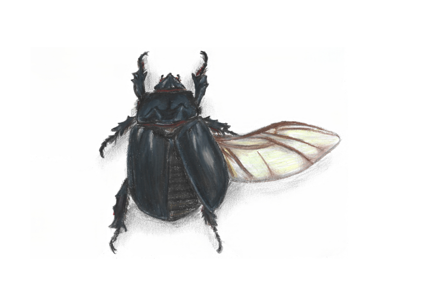 Rhino Beetle, pencil on paper