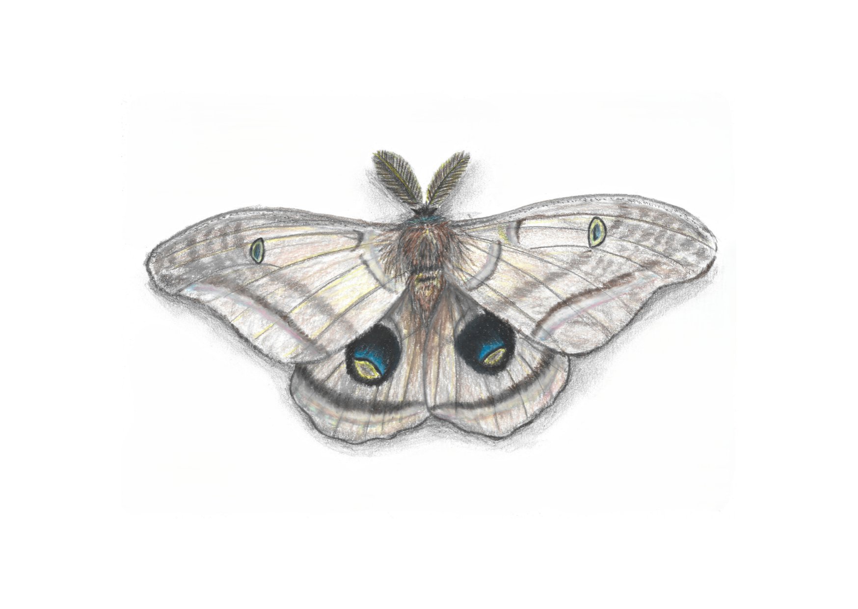 Silk Moth, pencil on paper – Saysalot