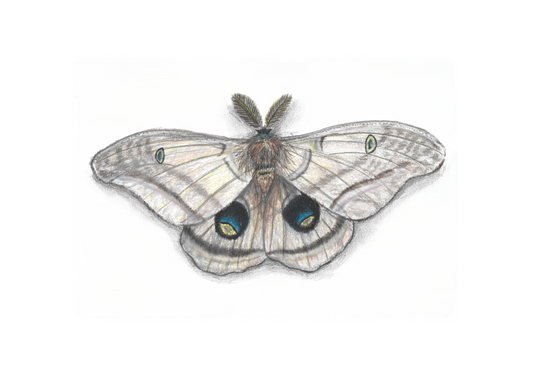 Silk Moth Pencil Drawing - Prints Only