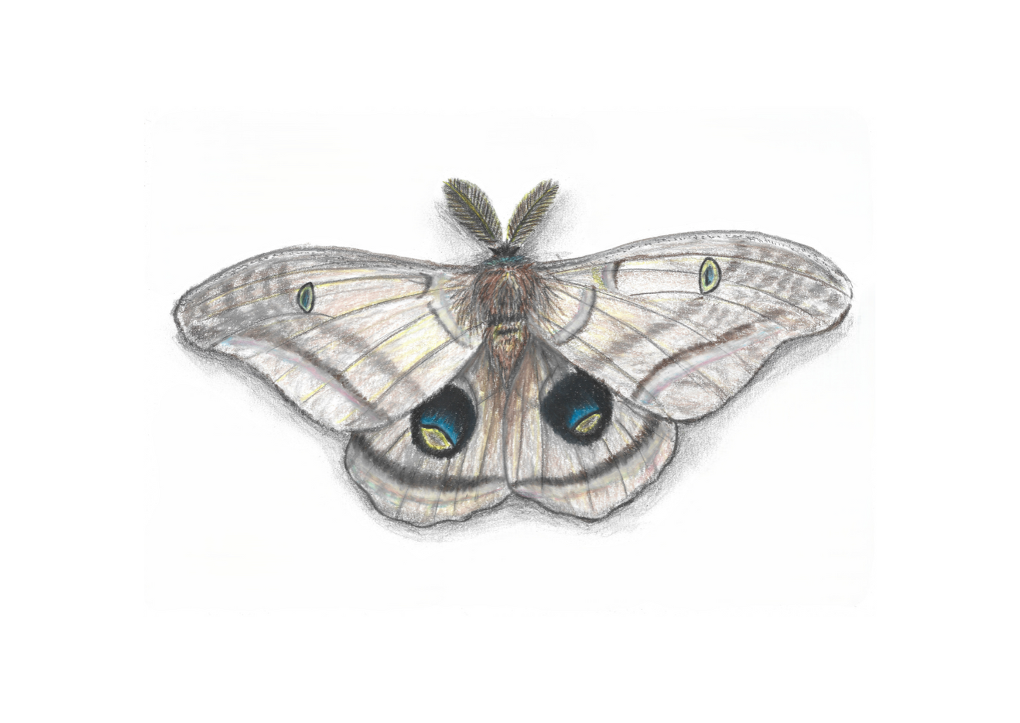 A5 Entomology Prints