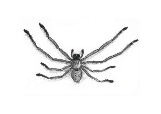Social Huntsman Pencil Drawing