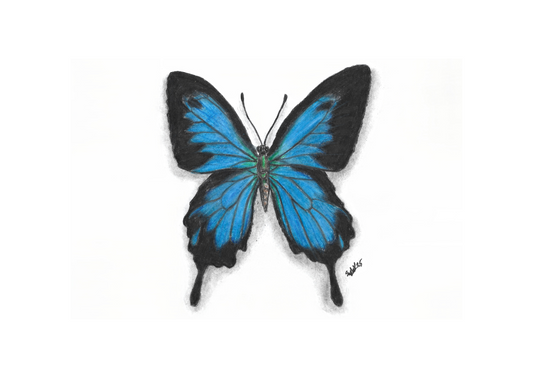Ulysses Swallowtail Pencil Drawing