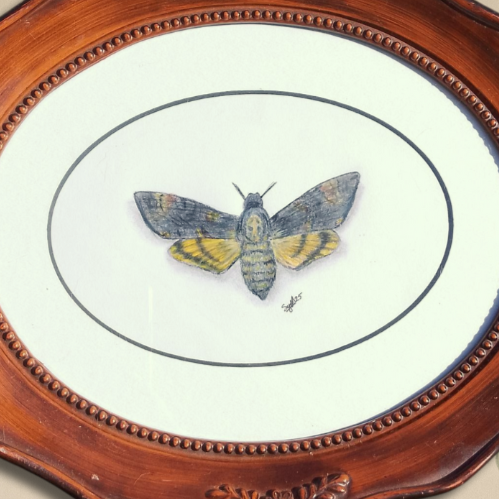 Death's Head Hawk Moth Framed Original