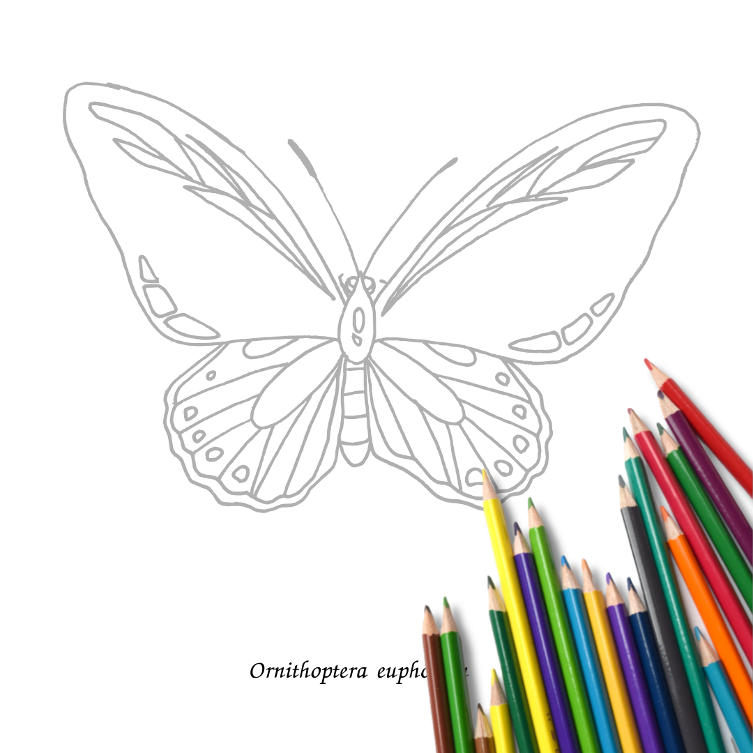 Insects and Arachnids: An Entomology Colouring Book